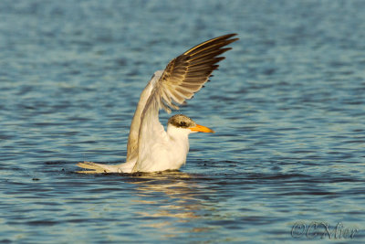 Royal Tern