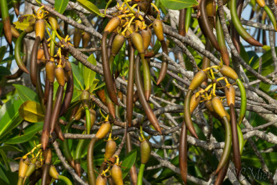 Propagule Abstract