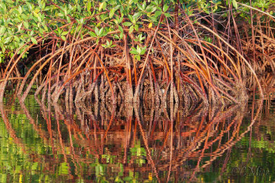 Mangrove Glowing