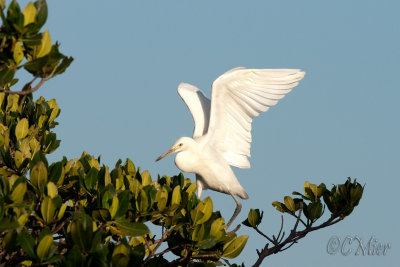 Juvenile Snowy