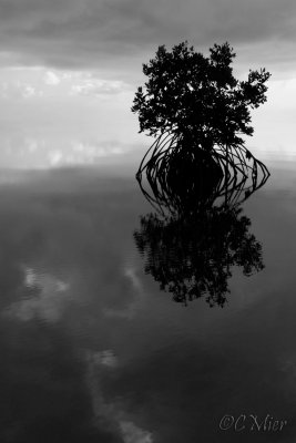 Mangrove with Cloud Reflections 2