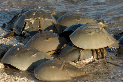 Horseshoe Crab