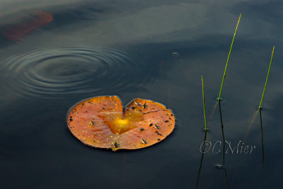 DSC08538.jpg