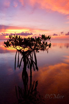 Solitude