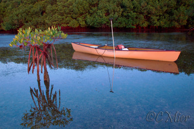 A Mangrove and a Boat at Low Tide