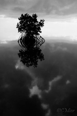 Mangrove and Cloud Reflection 3