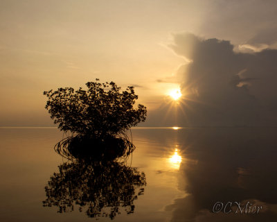Mangrove with Sunrise