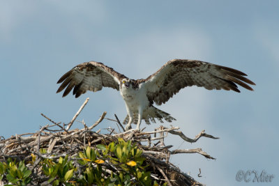 My Nest