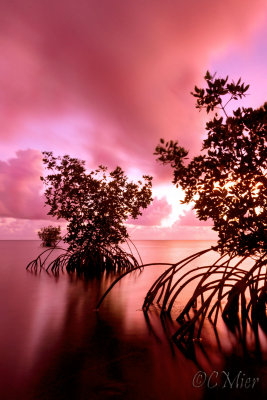 Red Dawn Mangroves