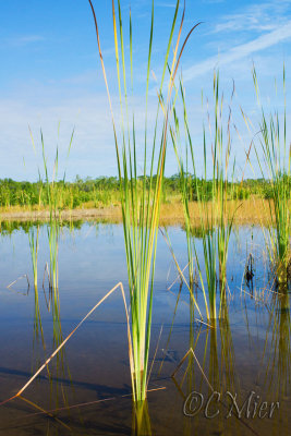 Cattails