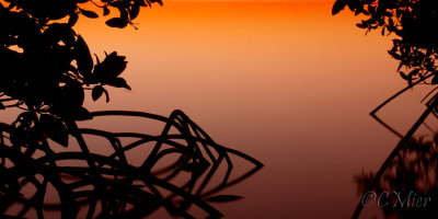 Mangrove roots in silhouette