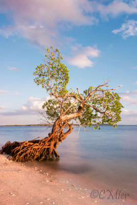Camp Lulu Tree