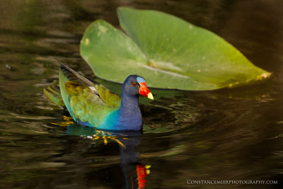 Colorful Purple Galinule