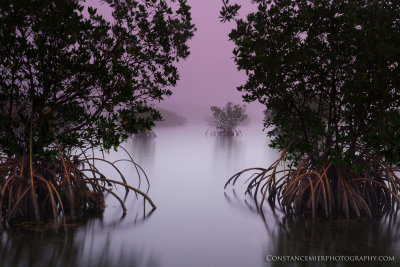 Mangrove Scenery