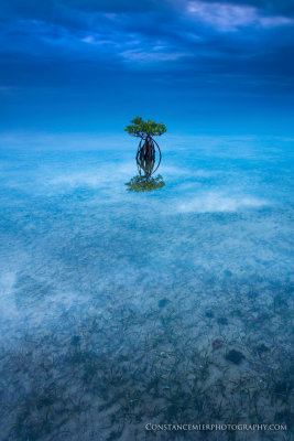 Blue Magic on the Bay