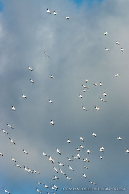 Column of Pelicans