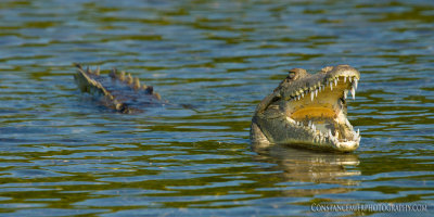 Crocodile on Biscayne Bay