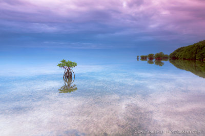The Bay Serene