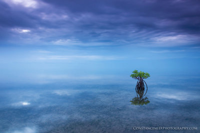 Biscayne Blue