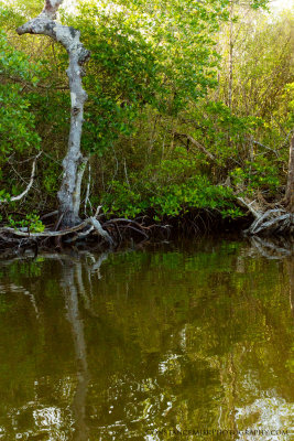 Turner River