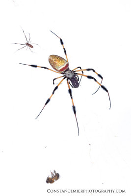 The Golden Silk Spider