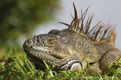 Iguana