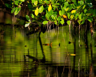 Mangrove Abstract