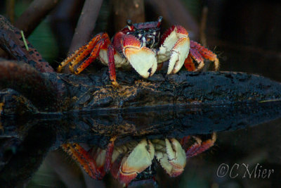 Mangrove Crab