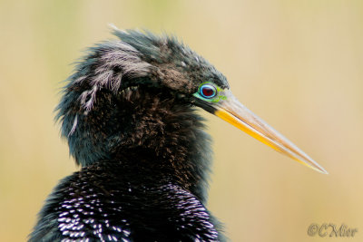 Over the Shoulder Glance