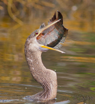 Down the Hatch