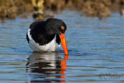 Oyster Catcher