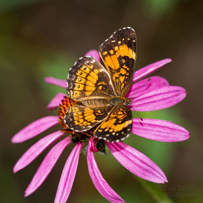 072411-051-web.jpg