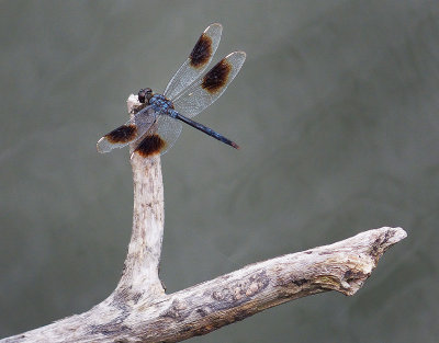 070713-041 web.jpg