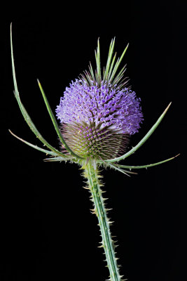 Teasel