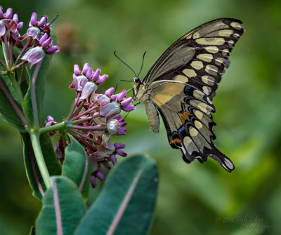 073014-008-web.jpg