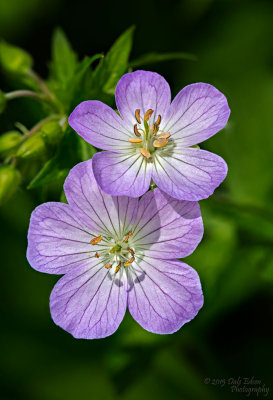 Geraniums