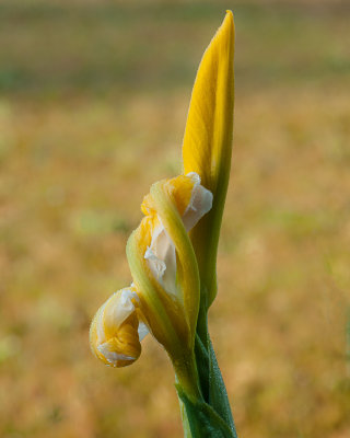 golden iris in the dew