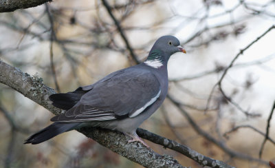 Ringduva/Wood Pigeon