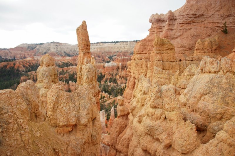 Bryce Hoodoos