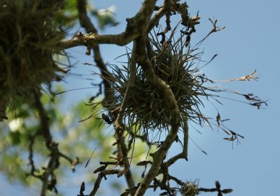 FORM