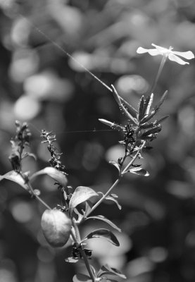 Spider's Web