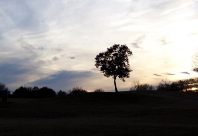 Single Tree