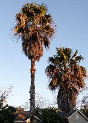 Tall Tall Palms