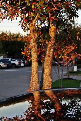 Holly Tree Reflection