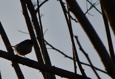 Little Bird on My Tree