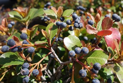 Blueberries