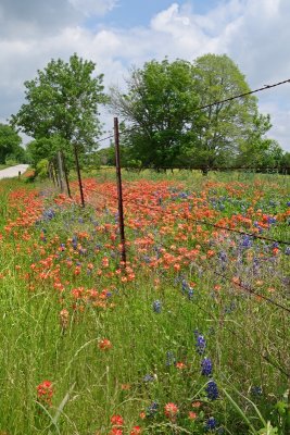 Barbed Wire & Wildflowers