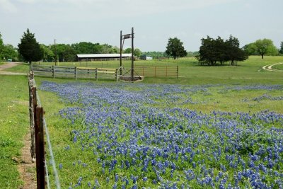 Bluebonnets