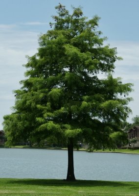 Symmetry #11