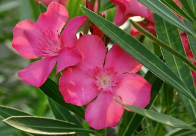 Oleander